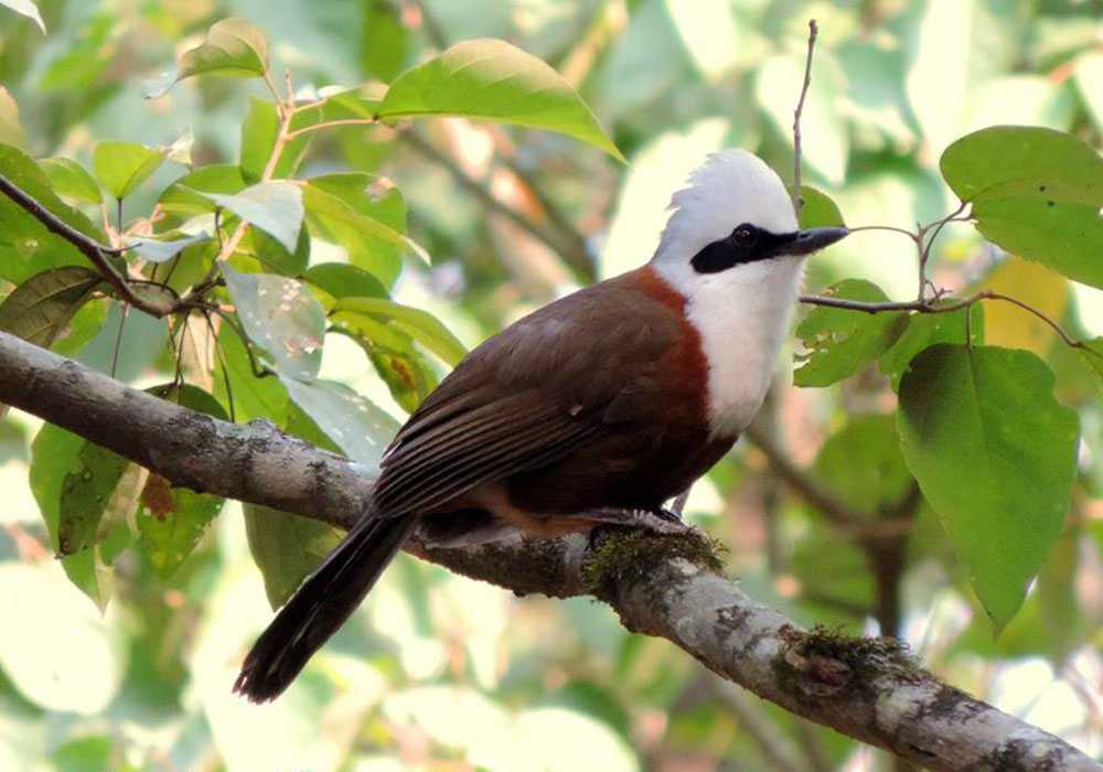 Bird watching in Uttarakhand